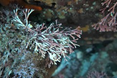 Amphiroa anceps