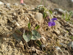 Viola
