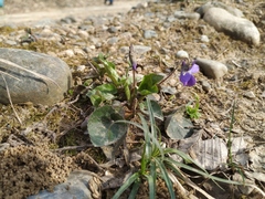 Viola