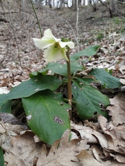 Helleborus orientalis