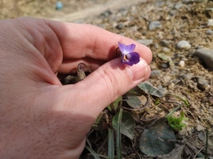 Viola