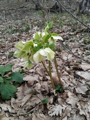 Helleborus orientalis