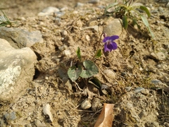 Viola