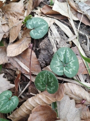Cyclamen coum caucasicum