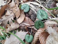 Cyclamen coum caucasicum