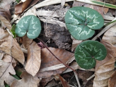 Cyclamen coum caucasicum
