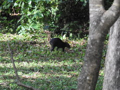 Dasyprocta fuliginosa