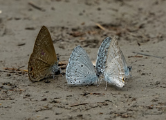 Celastrina lavendularis