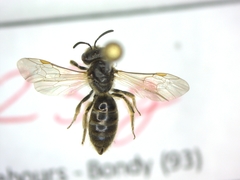 Lasioglossum malachurum