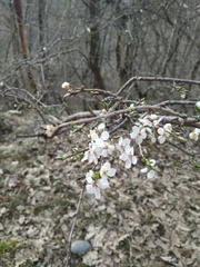 Prunus cerasifera