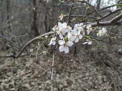 Prunus cerasifera