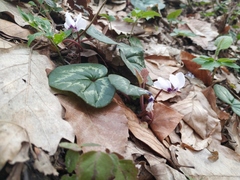 Cyclamen coum caucasicum