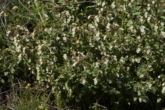 Alkanna orientalis