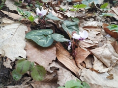 Cyclamen coum caucasicum