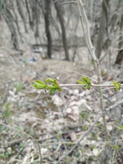 Ligustrum vulgare