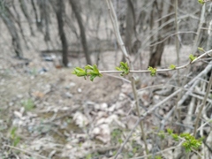 Ligustrum vulgare