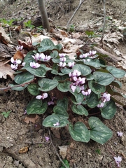 Cyclamen coum caucasicum