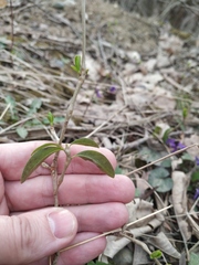 Ligustrum vulgare