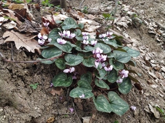 Cyclamen coum caucasicum