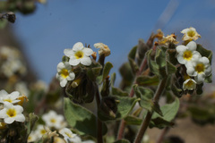 Alkanna orientalis