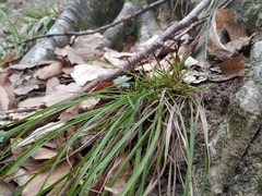 Carex digitata