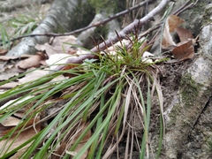 Carex digitata