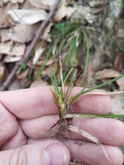 Carex digitata