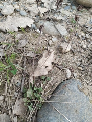 Prunella vulgaris