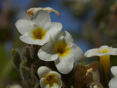 Alkanna orientalis