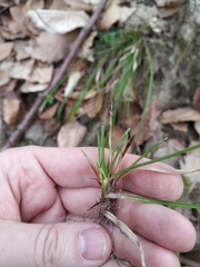 Carex digitata