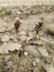 Prunella vulgaris