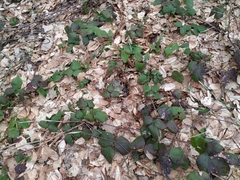 Rubus hirtus