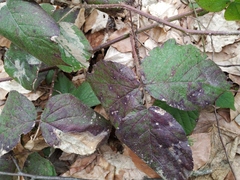 Rubus hirtus