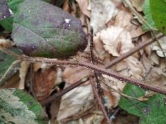 Rubus hirtus