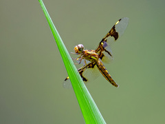 Palpopleura portia