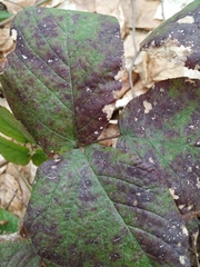 Rubus hirtus