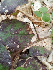 Rubus hirtus