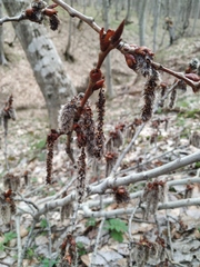Populus tremula
