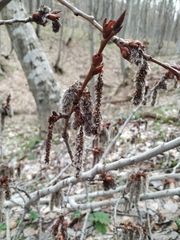 Populus tremula