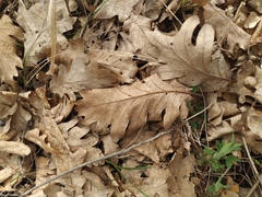 Quercus robur