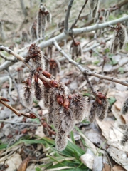 Populus tremula