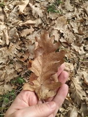 Quercus robur