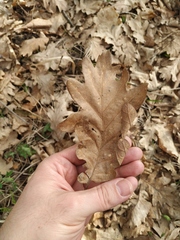 Quercus robur