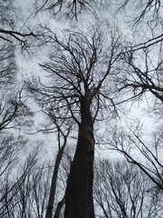 Populus tremula
