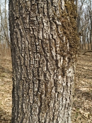 Quercus robur