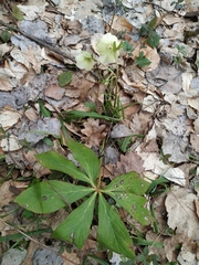Helleborus orientalis