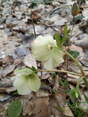 Helleborus orientalis