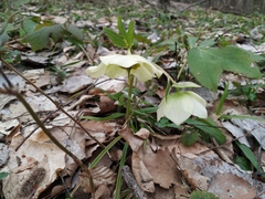 Helleborus orientalis