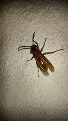 Provespa barthelemyi