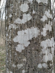 Lecanoromycetes